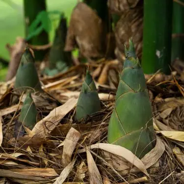 Sådan planter du bambus